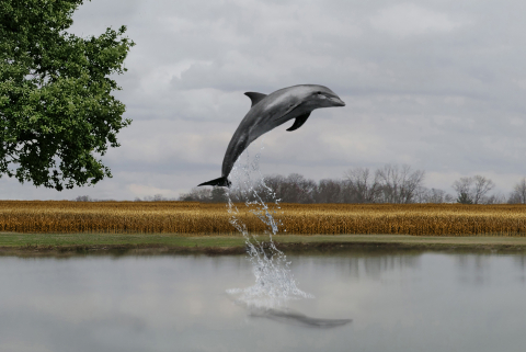 Dolphin leaping out of a lake